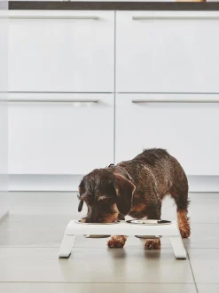 Ciotola per cani con supporto Desco, alt. 10 cm
