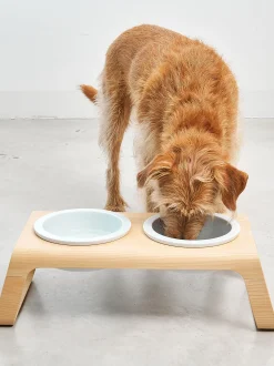 Ciotola per cani con supporto Desco, alt. 10 cm