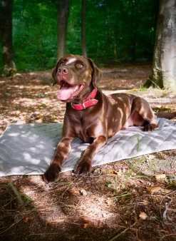 Coperta per animali trapuntata Oxford, varie misure