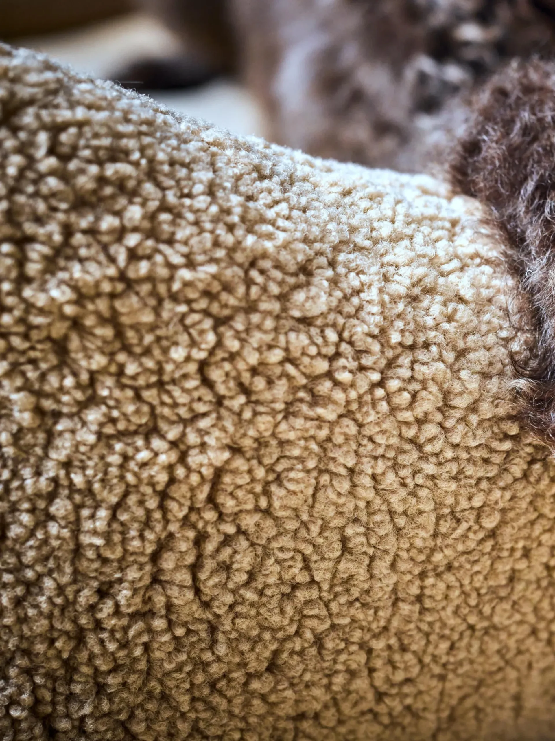 Cuccia per cani Teddy, varie misure