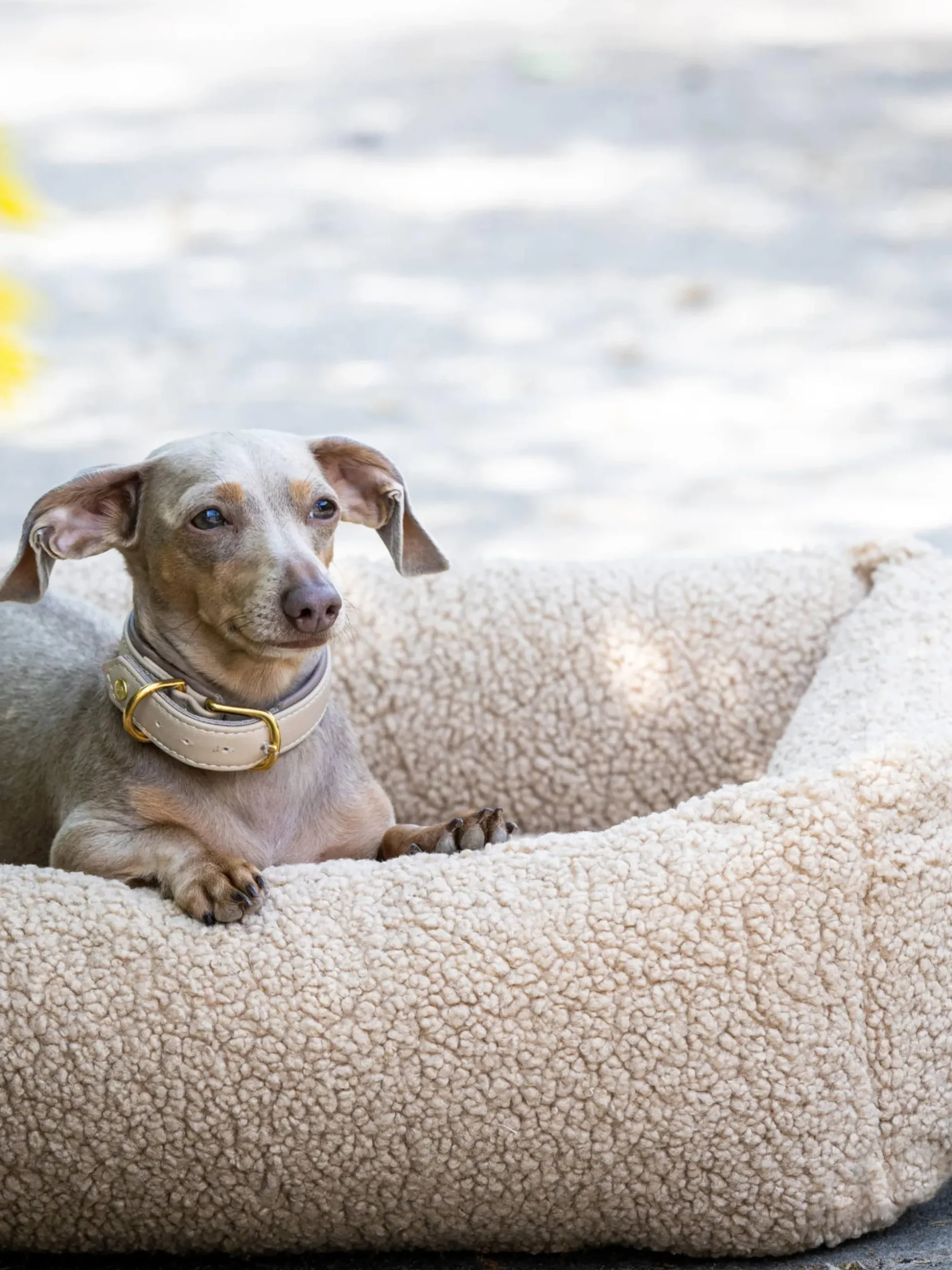 Cuccia per cani Teddy, varie misure