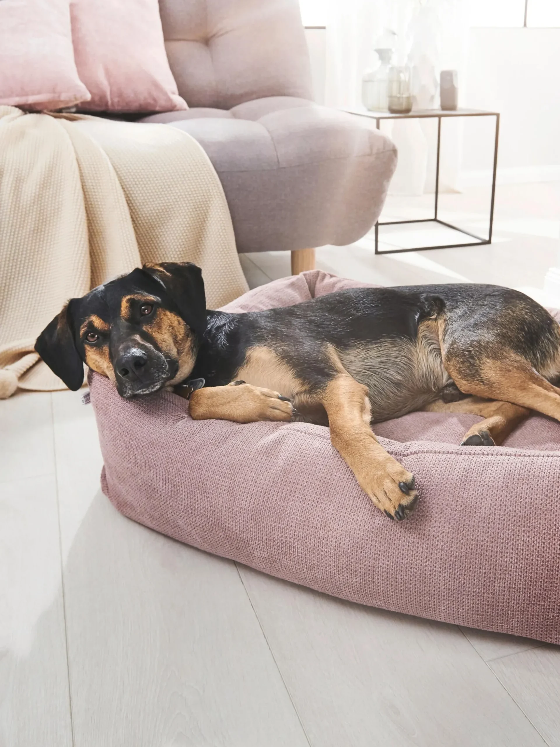 Cuccia per cani Tudor, varie misure