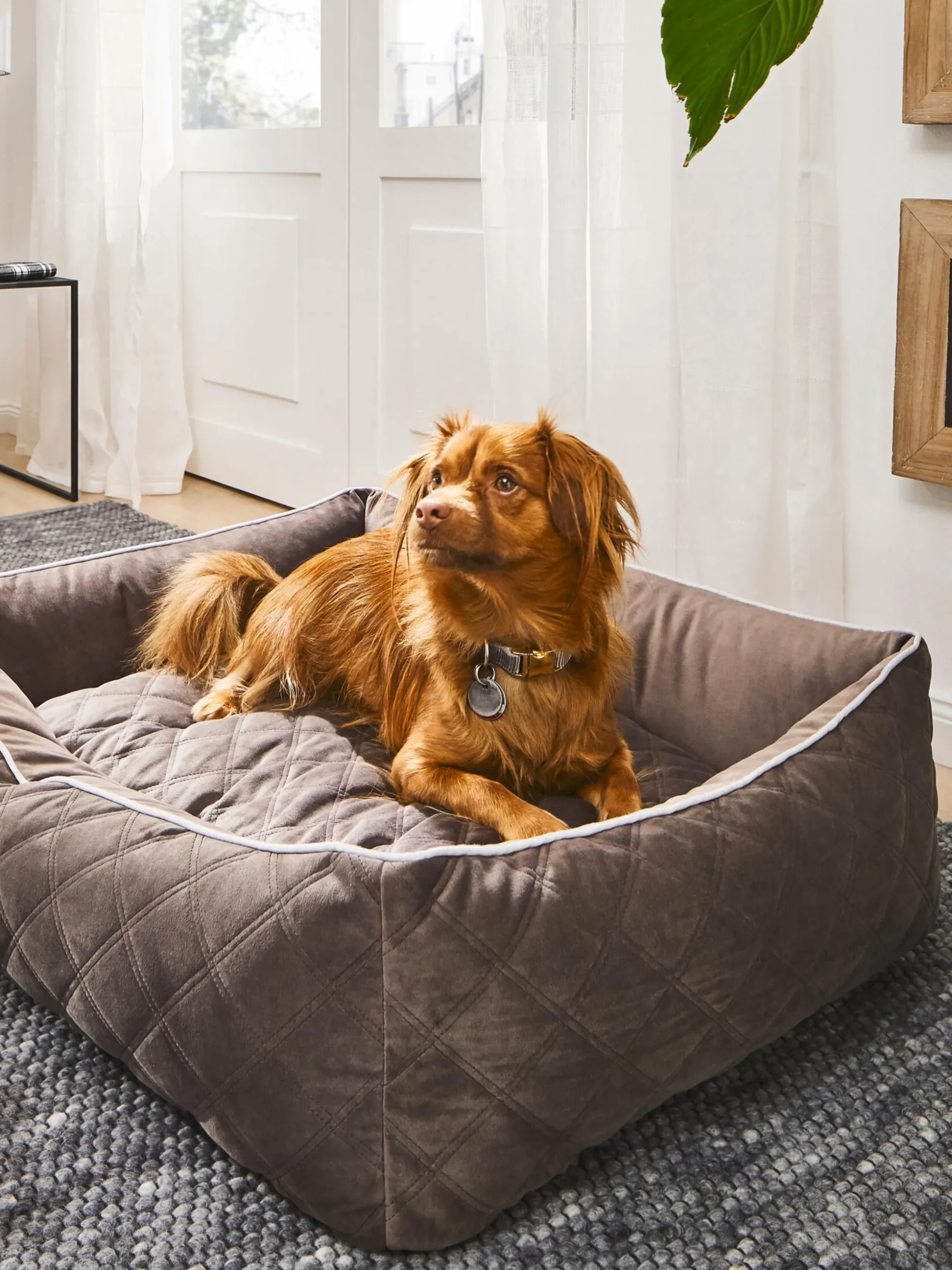 Cuccia per cani in velluto Oxford, varie misure