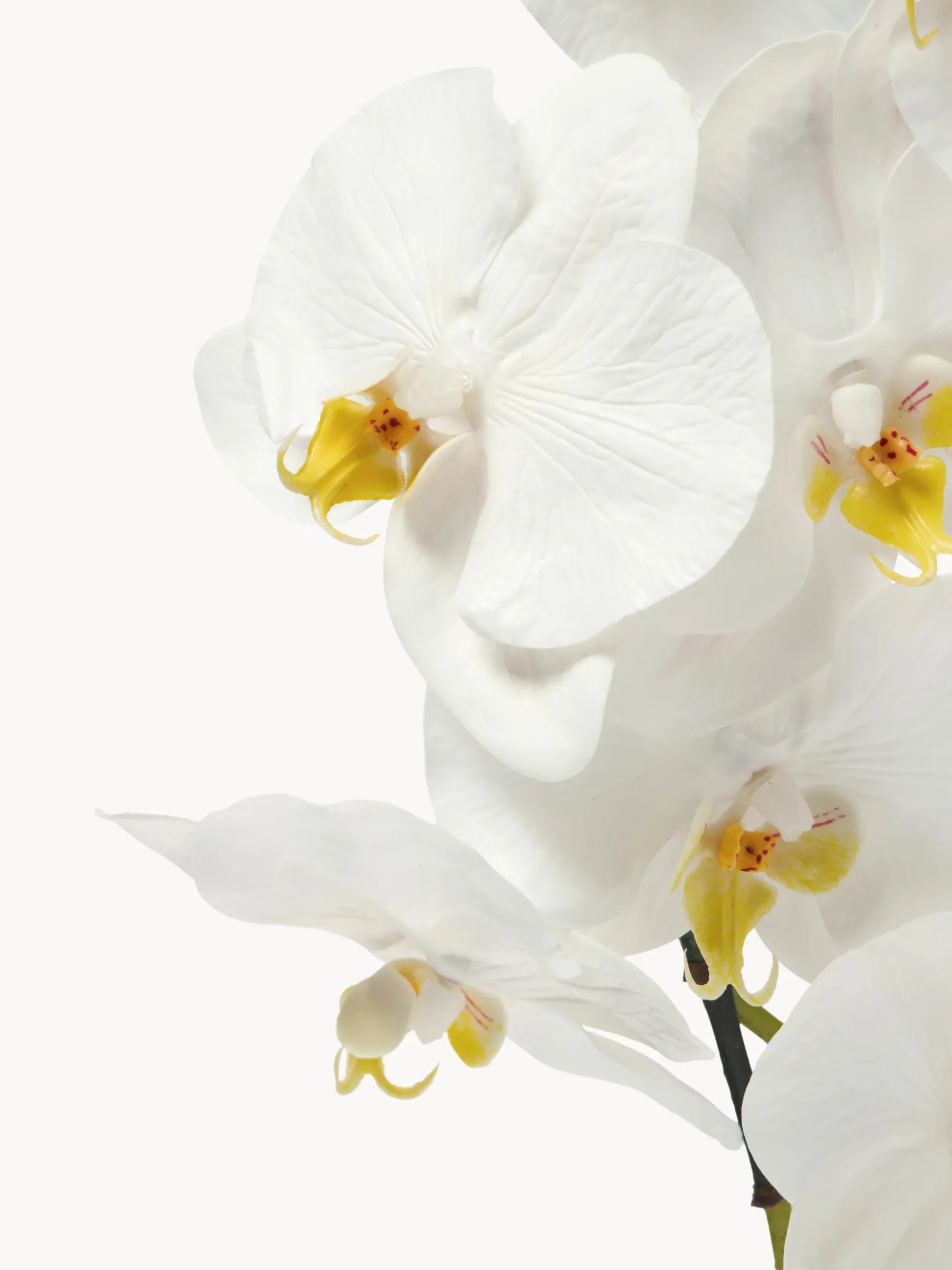 Fiore artificiale Large Orchid