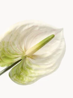 Fiore artificiale Anthurium
