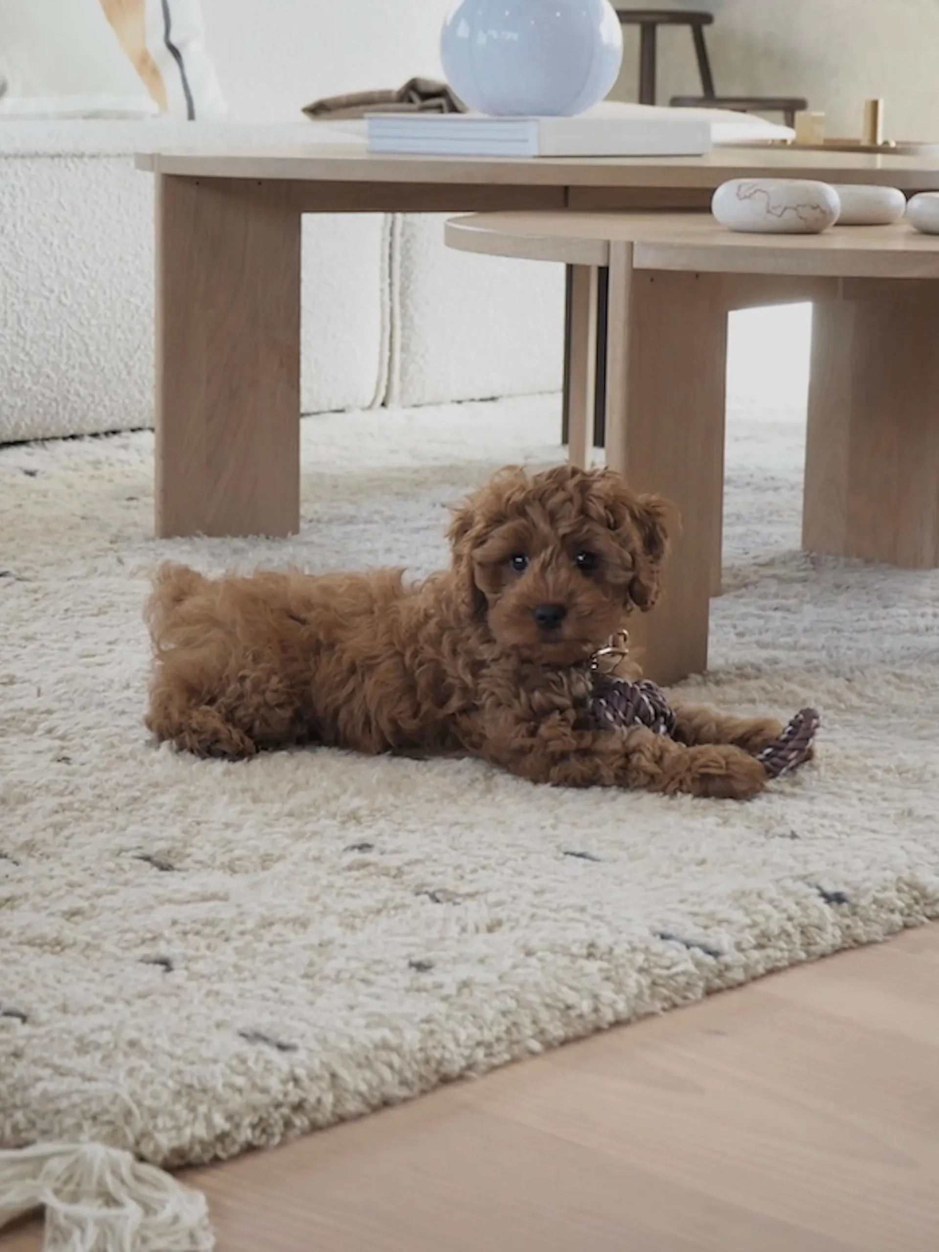 Giocattolo per cani Otto