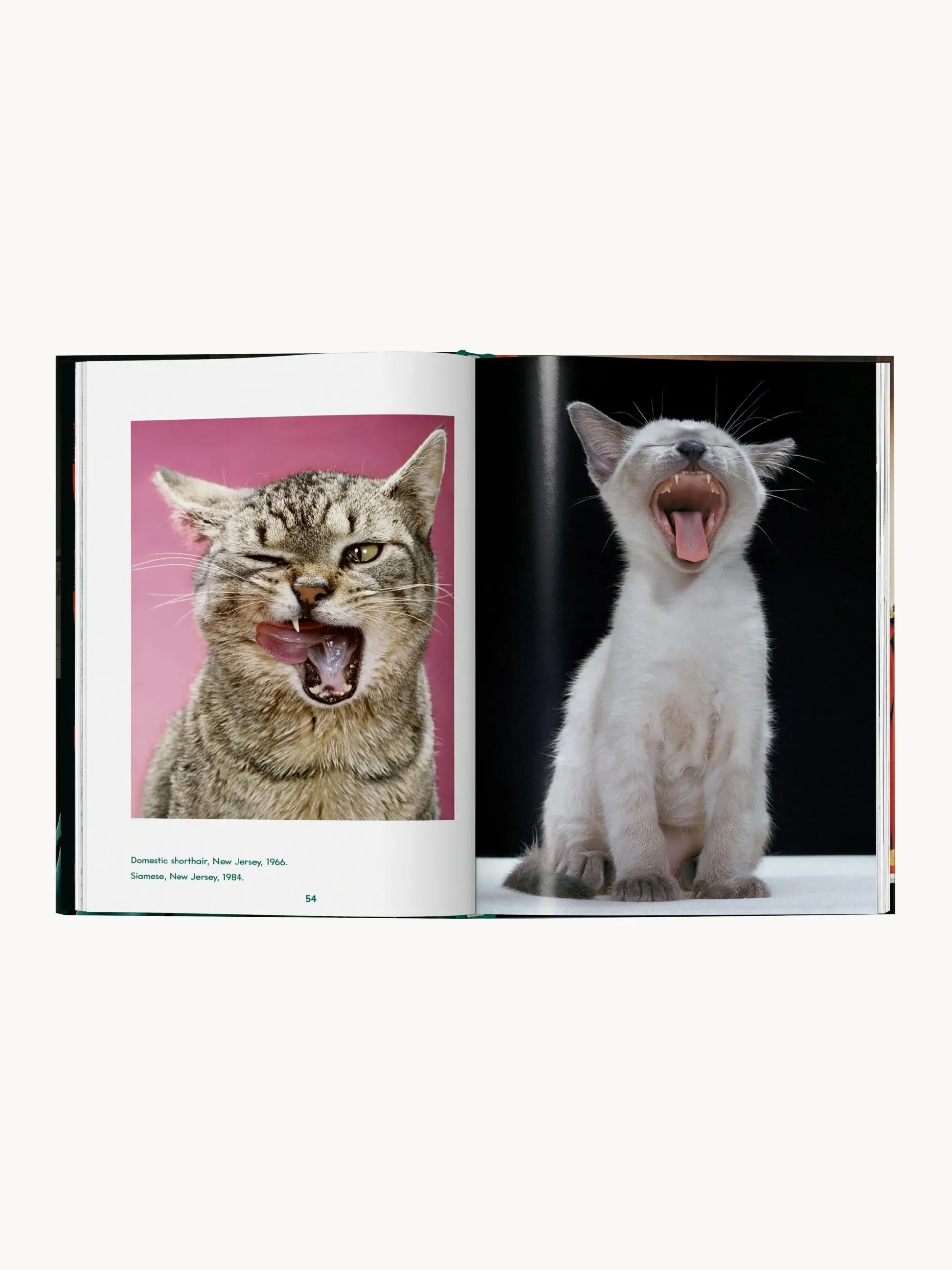 Libro illustrato Cats. Photographs 1942–2018