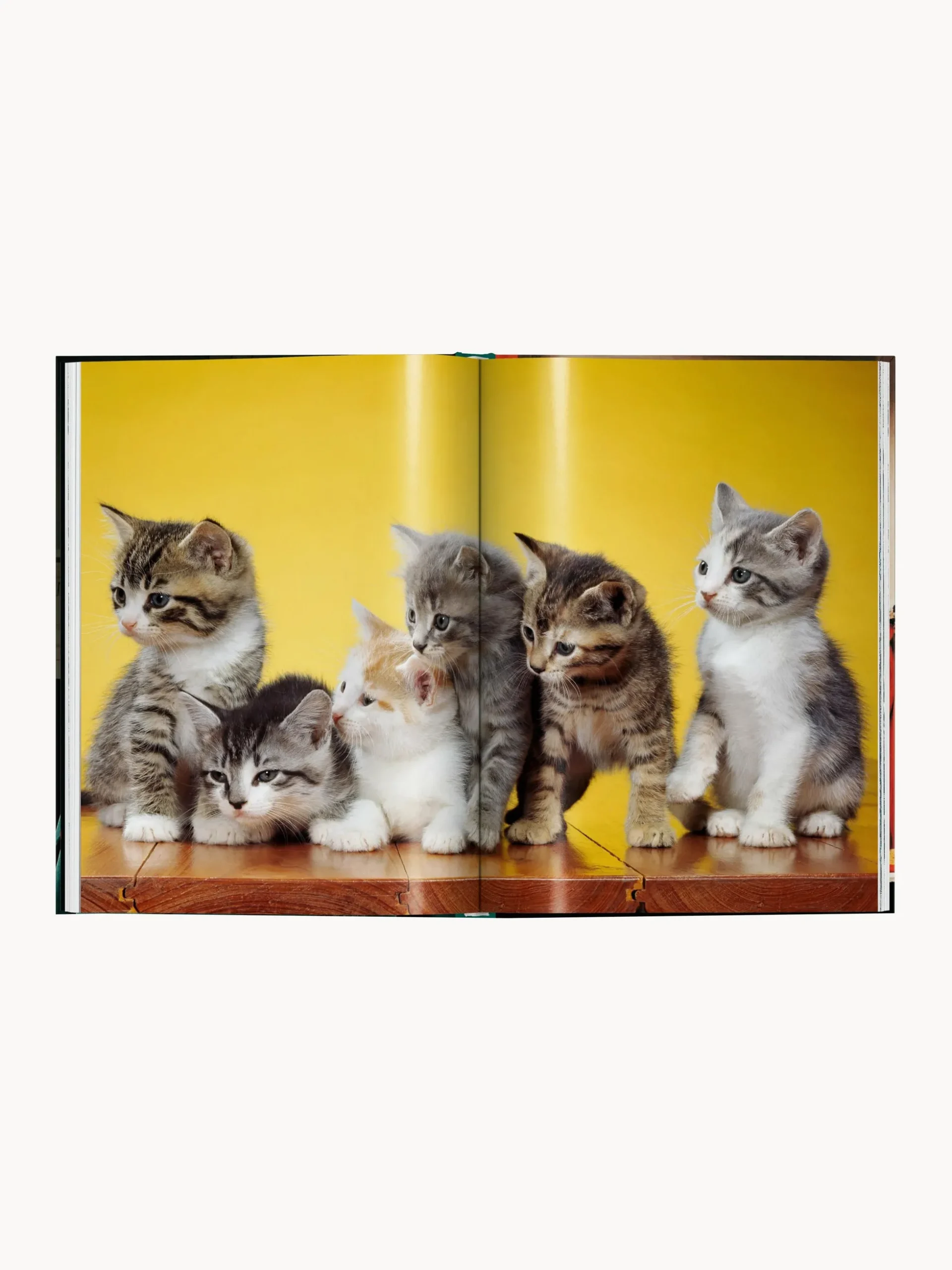 Libro illustrato Cats. Photographs 1942–2018