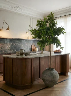 Pianta artificiale Money Tree