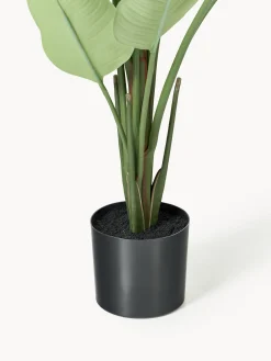 Pianta artificiale Traveller Palm