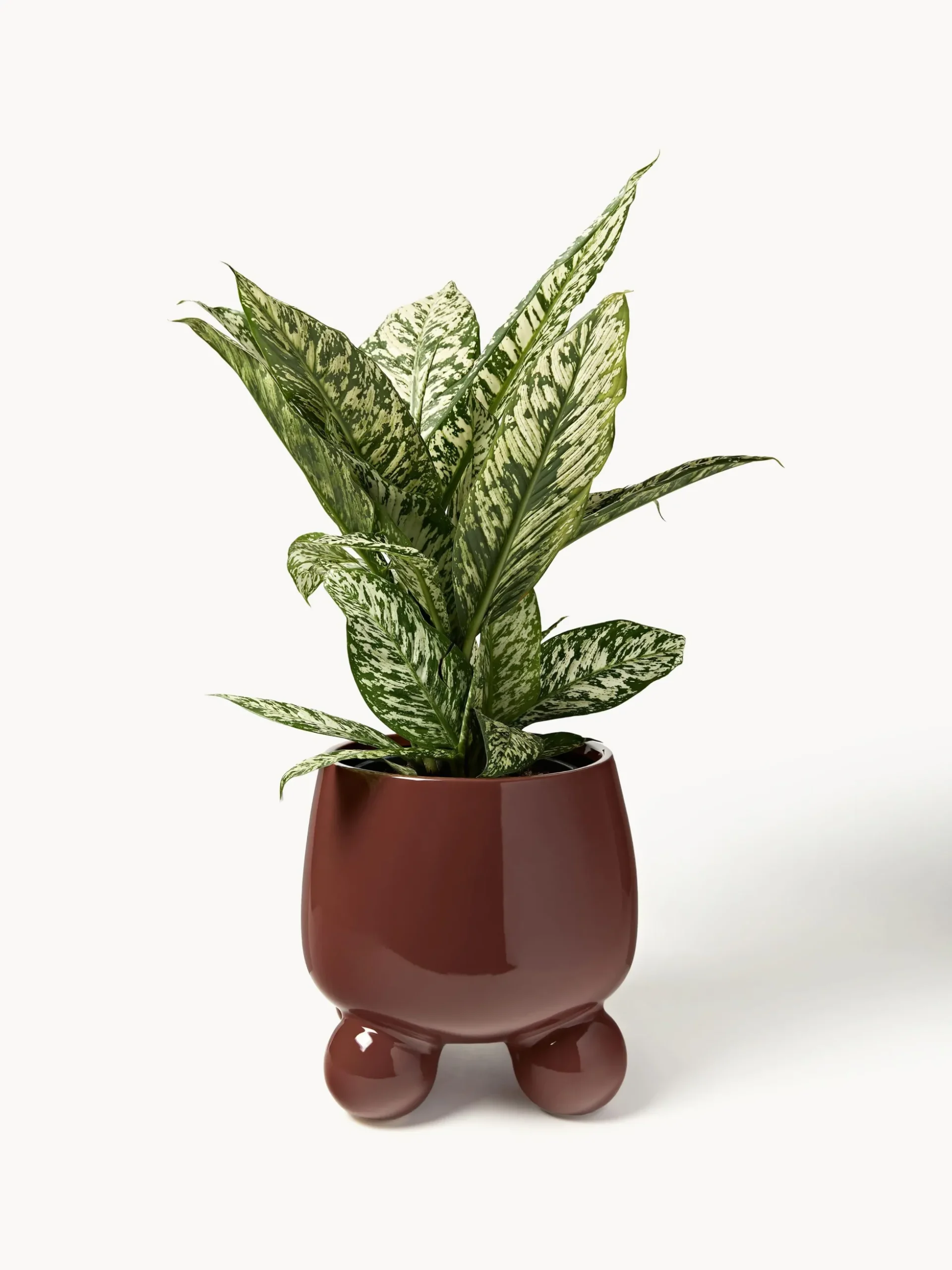Portavaso grande Olea, alt. 32 cm